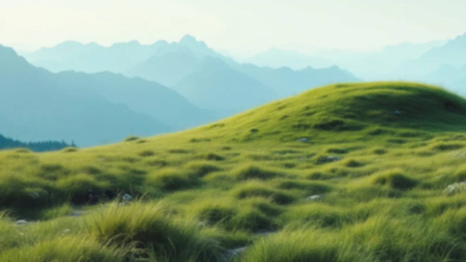 Alpine meadow grasses in soft light, the BurrowAlta view of online loans for any credit, $100 – $5,000
